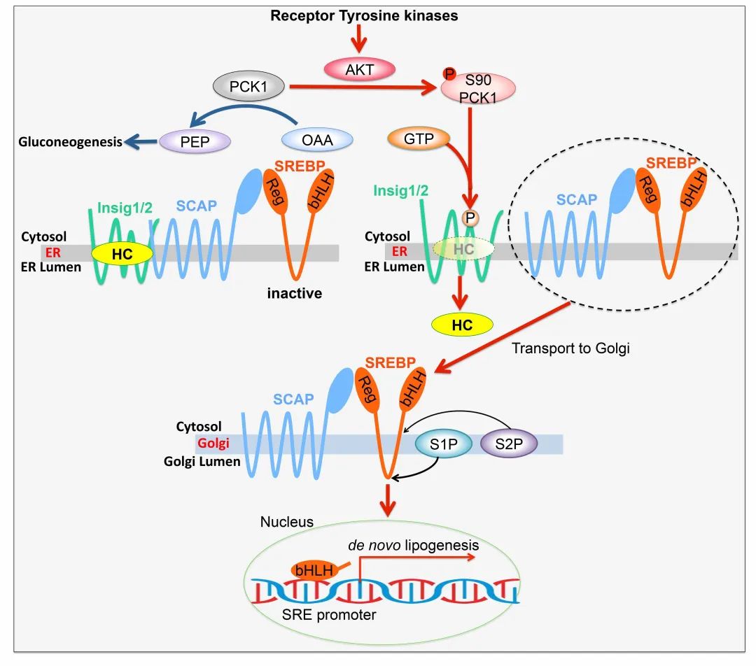 Nature | 吕志民/洪明奇合作揭示肿瘤细胞特异性脂质合成代谢机制