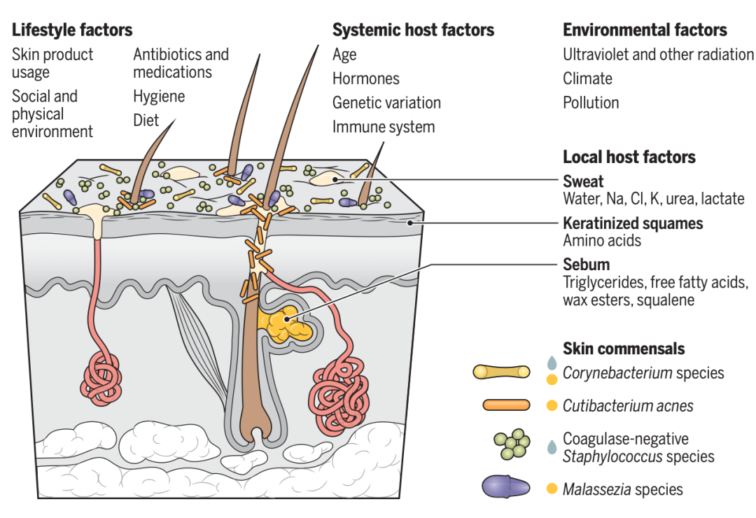 science综述|皮肤菌群如何影响皮肤屏障功能? | 论文频道 | 领研网