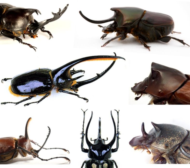 中国学者 science 封面论文:甲虫胸节上的角与翅膀系列同源 | 论文