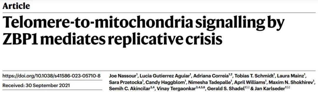 Telomere-to-mitochondria signalling by ZBP1 mediates replicative crisis