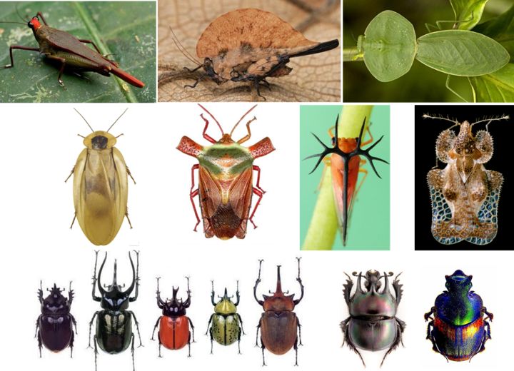甲虫的名称图片