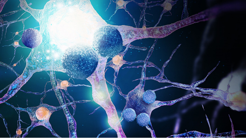 天津医科大学 Nature 子刊发文 免疫细胞加速正常人脑衰老 论文频道 领研网