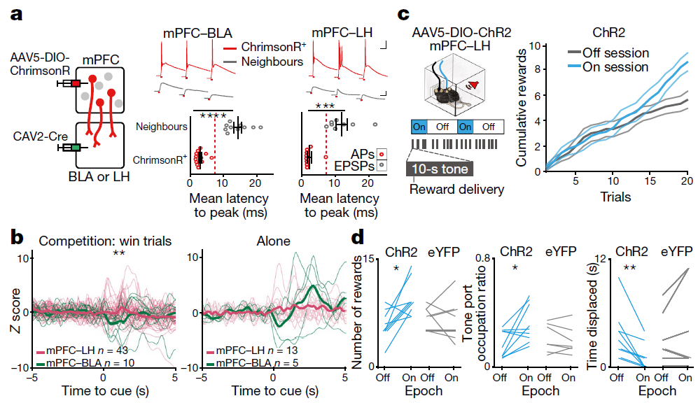 自然 对社会等级的认知 是刻在大脑里的
