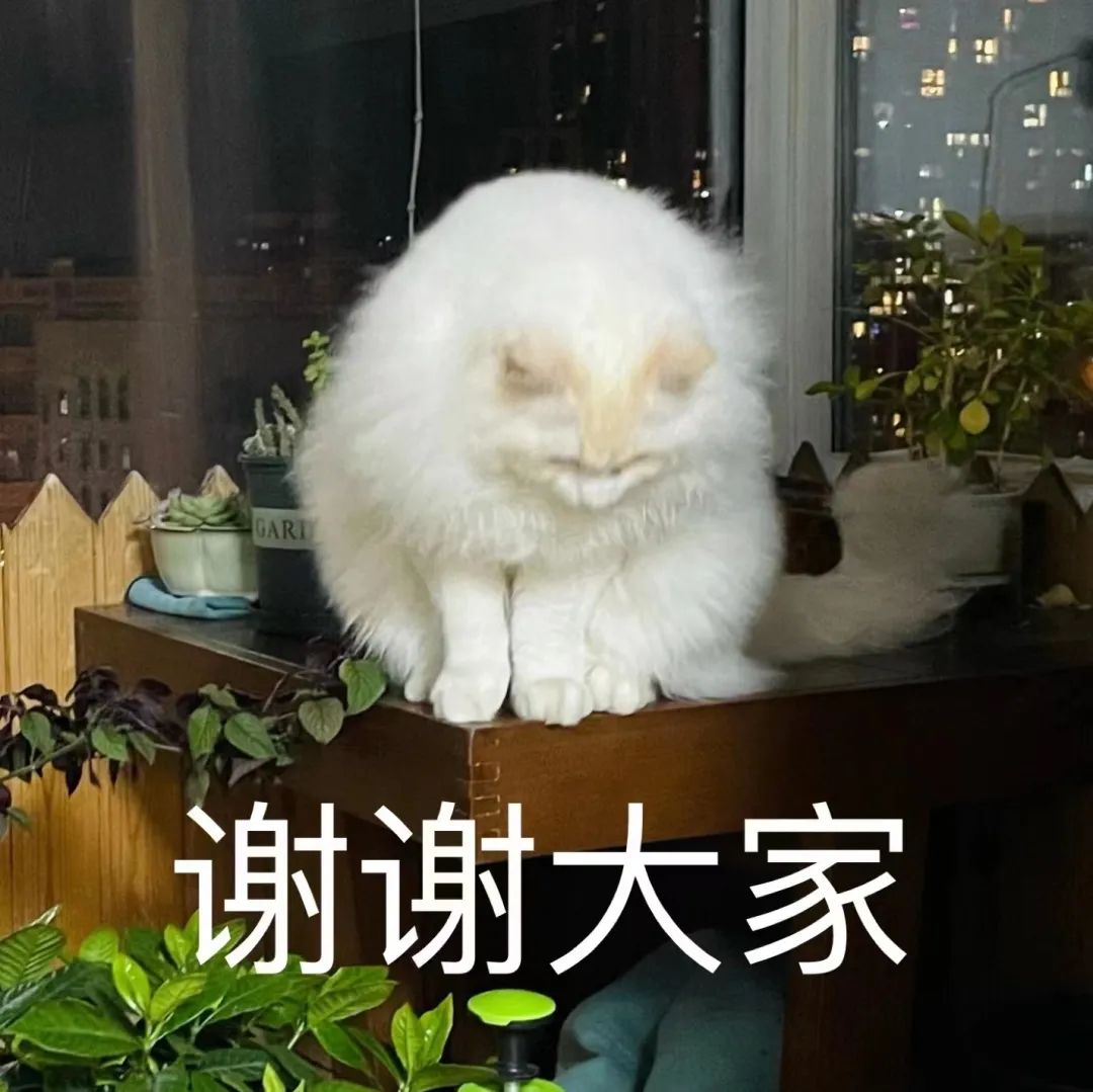 养猫人最大的困惑 猫猫为什么非要在凌晨叫人起床