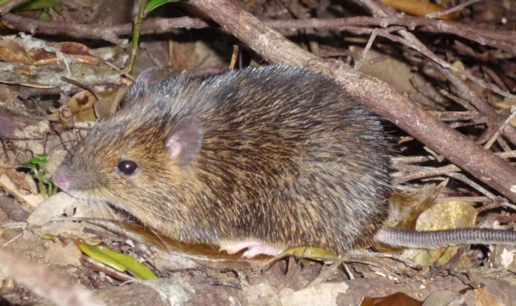 奄美裔鼠的性别如何形成?