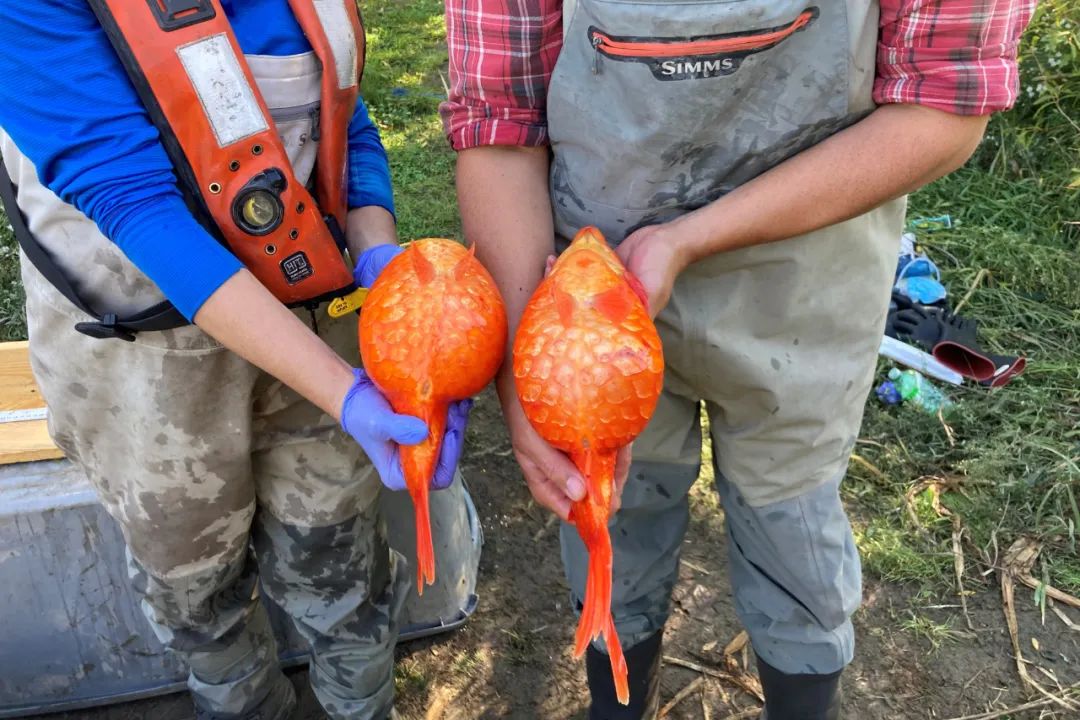 家养的小金鱼 入侵北美后成为3斤重的 鲤鱼王 缺氧还能活5个月